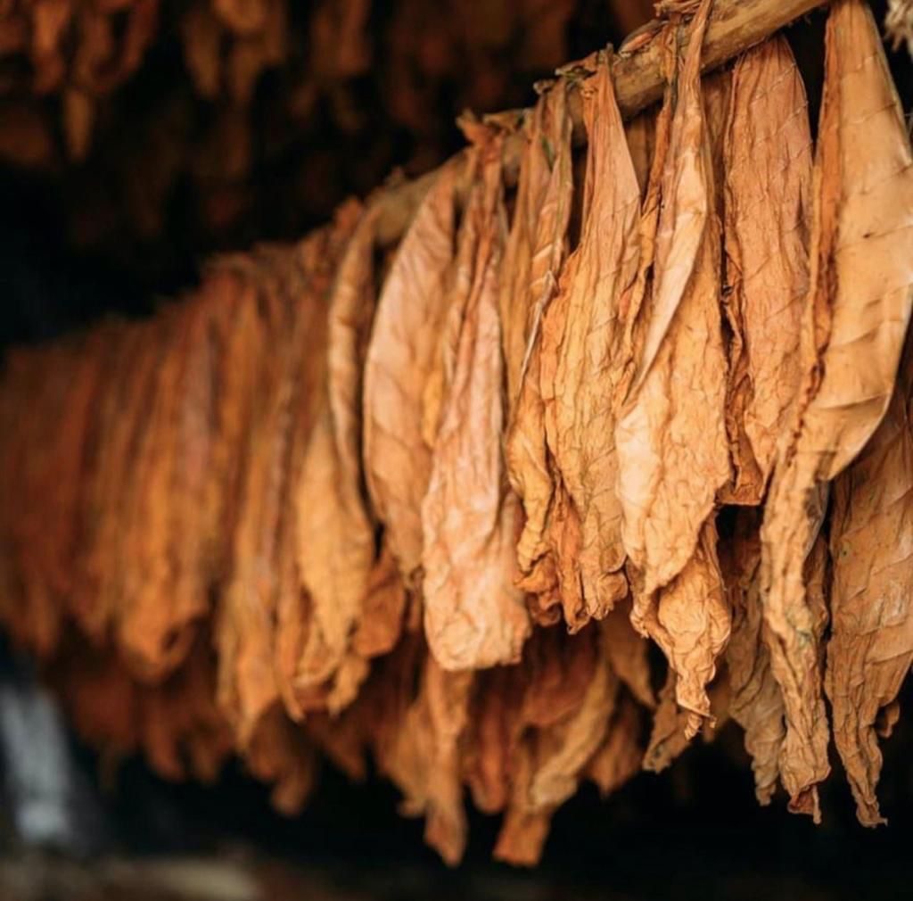 Tobacco leaves drying