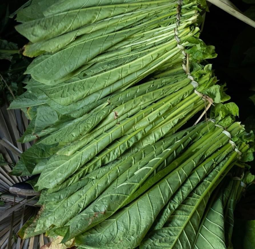 Fresh tobacco leaves