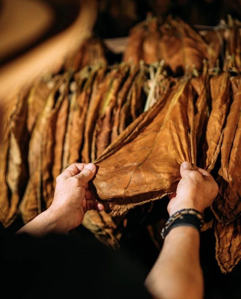 Hand-selecting tobacco leaves
