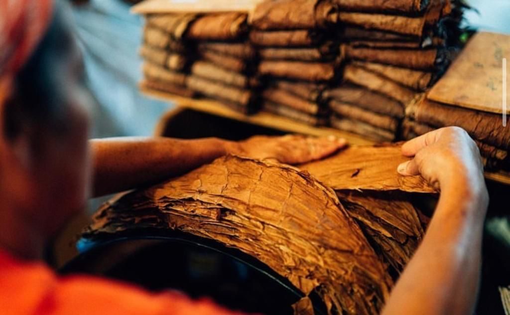Sorting tobacco leaves by hand